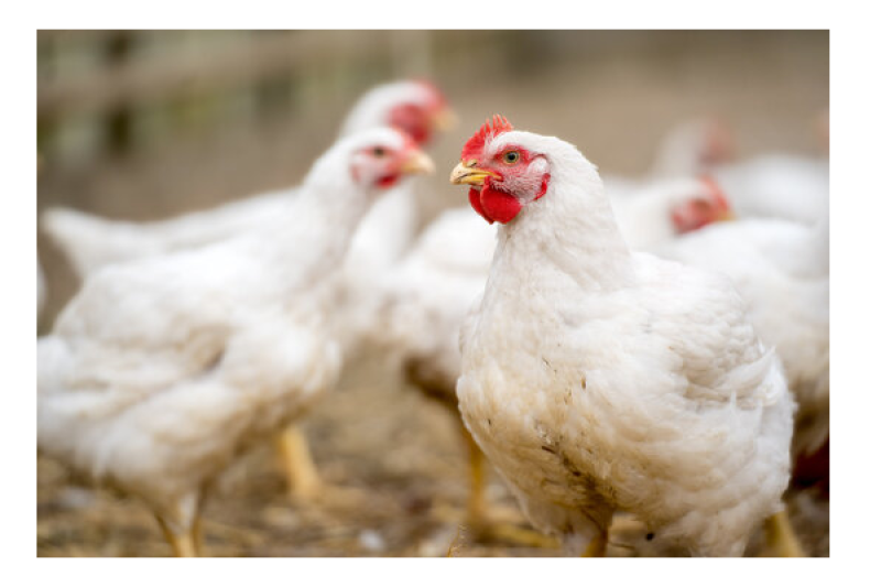 «1С:Бухгалтерия птицефабрики» от «1С-Рарус» получила сертификат «Совместимо»